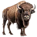 Buffalo Bills Restaurant & Buffalo Nickel Brewery logo