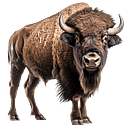 Buffalo Bills Restaurant & Buffalo Nickel Brewery logo