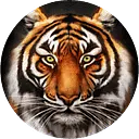 Tiger Correctional Services logo
