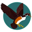 Absolute Moving and Storage logo