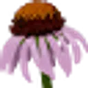Eclectic Echinacea Inc. logo