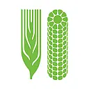 
      CIMMYT
     logo
