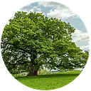 Tree Guardians logo