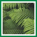 URBAN GARDEN logo