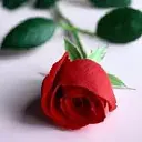 Willow Group, Ltd. / International Flower Imports logo