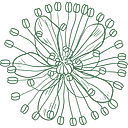 Meadowsweet logo