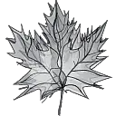 Maple Grove Corp DBA Maple Grove Enterprises logo