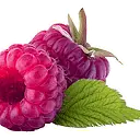 The Fruit Pantry logo